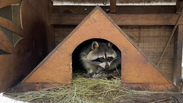 В Самаре на улице Революционной заметили енота