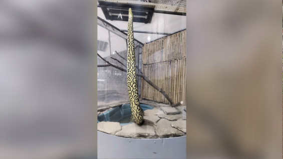 В Самарском зоопарке показали самую тяжёлую змею в мире — анаконду