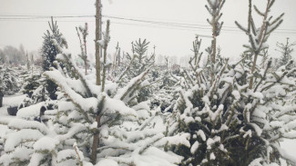 Стало известно, когда в Самаре откроются елочные базары