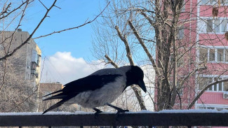 Синоптики сообщили, когда до Самары дойдет арктическое тепло