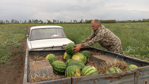 Стало известно, где в Самарской области растут двадцатикилограммовые арбузы-гиганты