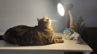 В Самарской области 9 февраля временно отключат свет