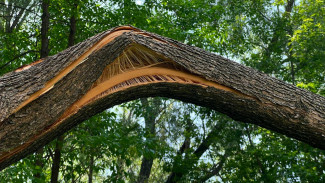 Самарцы просят спилить все тополя в городе