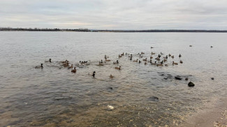В Самаре началось массовое нашествие уток на Волге и в парках