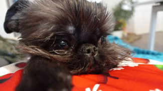 В Самарской области мэрия выплатит более 237 тыс. рублей за убитого брюссельского гриффона