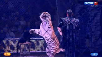 В Самарском цирке продолжаются гастроли шоу, аналогов  которому нет в мире