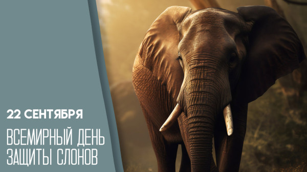 Всемирный день защиты слонов: что роднит гиганта планеты с Самарой?