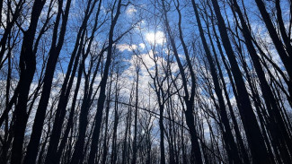 В Самарской области до 25 июля введен запрет на посещение лесов