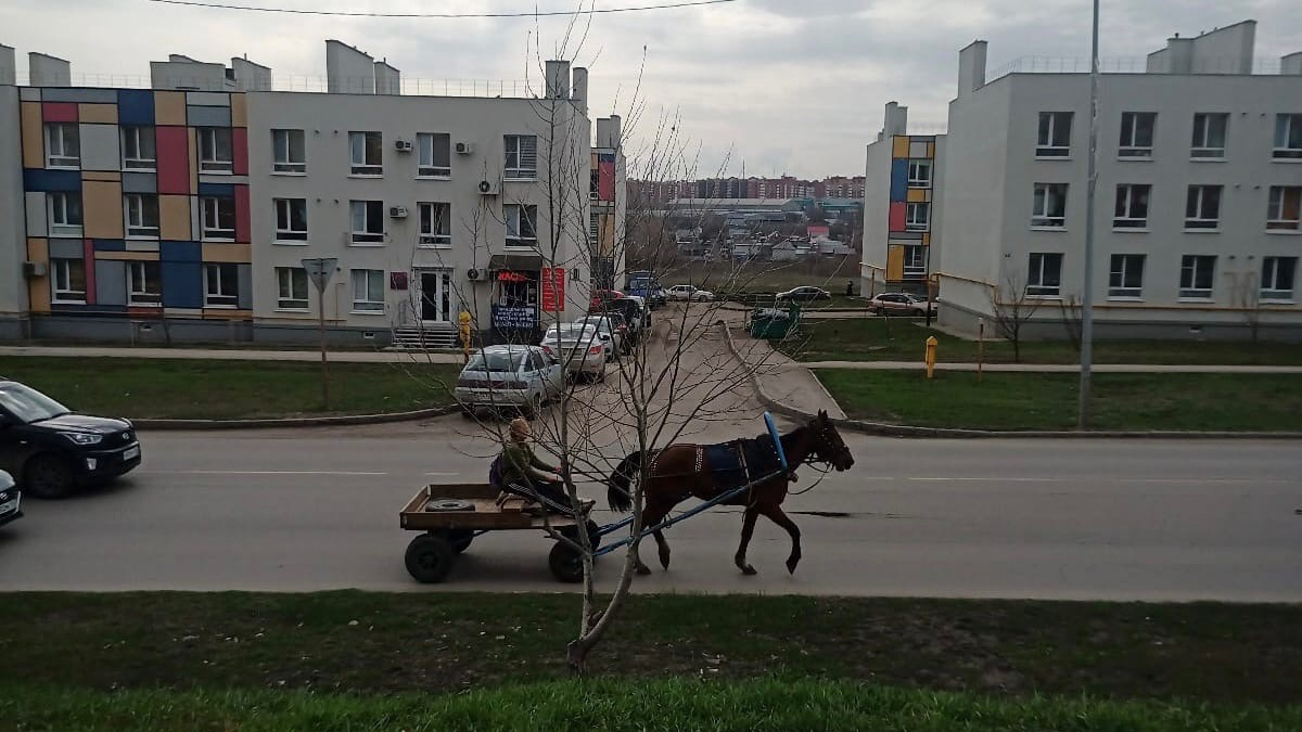 Самара коне. Самара кони. Г Самара лошади. Тверская телега. Осетинская повозка.