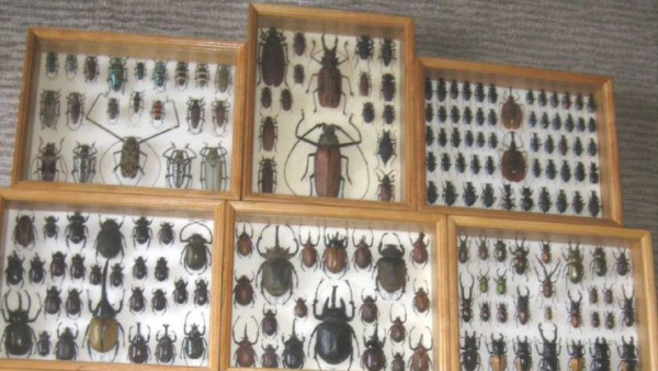 Житель Самары оценил полвека своей страсти в миллион рублей