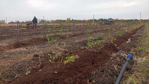 Под Самарой заложили промышленную плантацию голубики
