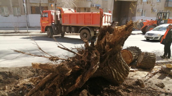В Самаре пенсионерку придавило огромное дерево на ул. Арцыбушевской 14 апреля 2023 года