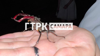Нашествие огромных жуков наблюдают жители Самарской области