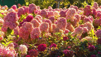 Вера Глухова показала пространство питомника в географическом центре Самары