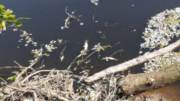 Экологическое ЧП под Самарой: берег реки Татьянка усеян мертвой рыбой