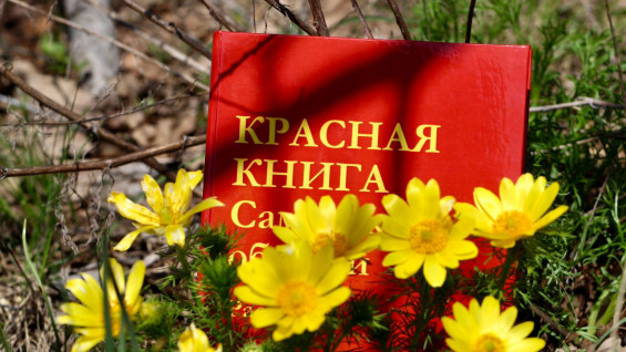 Три мифа о подснежниках развеяли в минприроды Самарской области