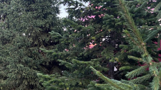 В Самарскую область завезли новогодние ели с непогашенными карантинными сертификатами