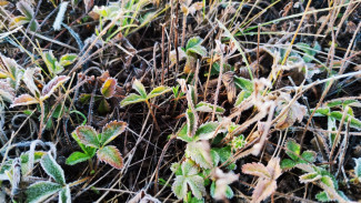 Заморозок до -5 градусов ожидается в Самаре в ночь на 28 апреля