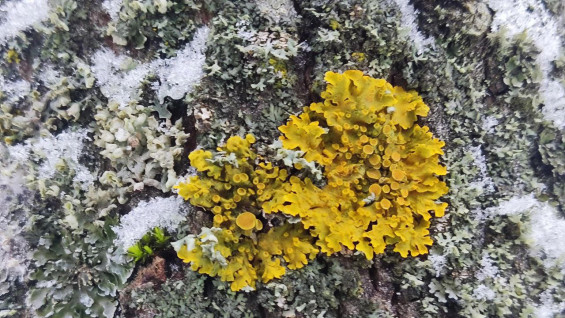 В Жигулёвском заповеднике обнаружили необычные цветные пятна на деревьях