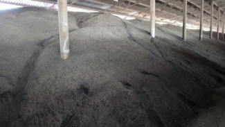 В самарских семечках подсолнечника нашли опасного вредителя 