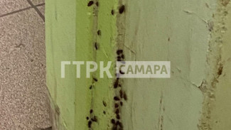 В Самарской области собственников квартир через суд заставляют морить тараканов