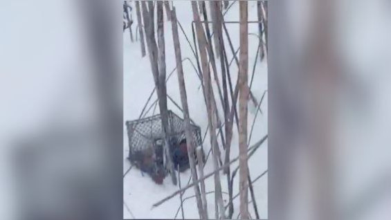 Самарец устроил массовый лов птиц и попал под статью