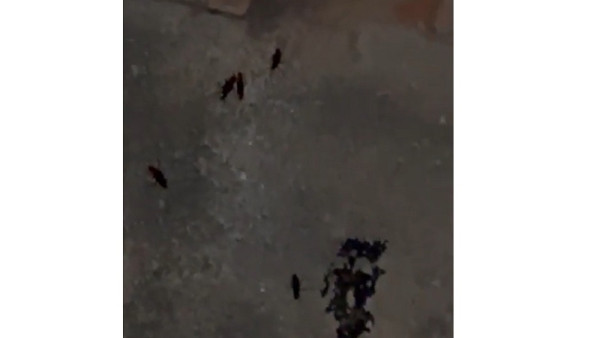 Вызывайте людей в чёрном! Самарскую многоэтажку атаковали инсектоиды