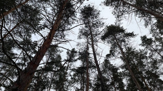 В Самаре на особо охраняемой природной территории неизвестные вырубили 15 сухостойных дубов