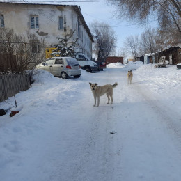 В Самаре жители пр Кирова мешают ловить бродячих собак