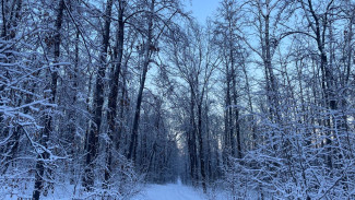 Самарские городские леса очистят от накопившегося мусора