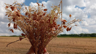 Жара возвращается в Самарскую область 