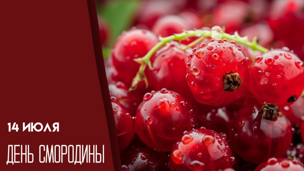 14 июля — День смородины: расскажем о полезных свойствах любимой ягоды