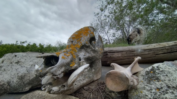 Ученые предупредили об агрессивных кабанах в лесу под Самарой