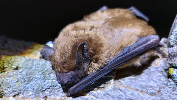 Самарские ученые открыли способность животных прогнозировать урожай