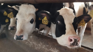Власти рассказали, что случилось с коровами в Самарской области