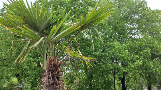 В Самаре выявлено 1223 аварийных и больных деревьев