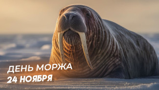  24 ноября – День моржа: поздравления в стихах и прозе, открытки для мессенджеров и соцсетей