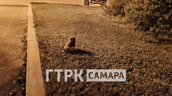 В Самаре на второй очереди набережной обнаружен испуганный слёток ушастой совы