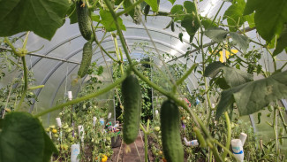 Ученые выяснили, какие огурцы таят в себе смертельную опасность