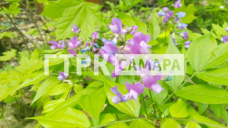 В самарских лесах зацвело растение с уникальными свойствами