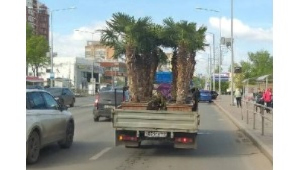 На дорогах Самары замечен грузовик с тропическими пальмами