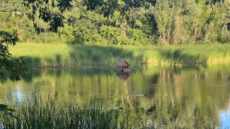 Врач Чуланов рассказал о последствиях церкариоза