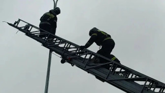 В Самарской области развернули спасательную операцию ради пернатой потерпевшей