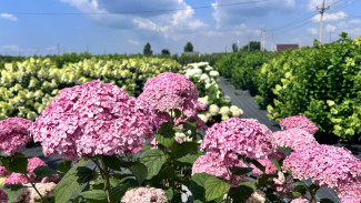 Жарче и суше: прогноз на август 2025 года в Самарской области