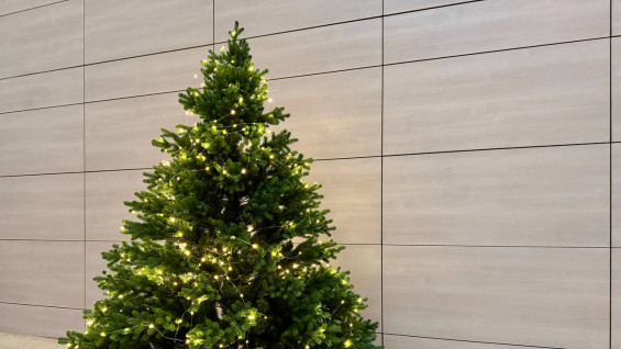 Мошенники продают самарцам «премиум-елки» перед Новым годом