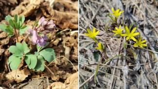 Прострел, хохлатка, медонос: из-за апрельского тепла в Самаре распустились первые цветы 