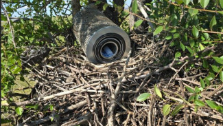 Под Самарой краснокнижные орлы отказались от потомства из-за тракторного фильтра в гнезде