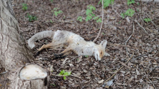 В Самарской Губдуме хотят доплачивать охотникам за отстрел лис, ворон и бакланов 