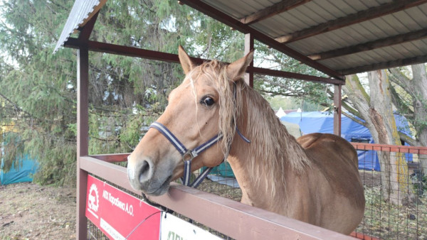 2026 год - Красной Огненной Лошади по Восточному календарю