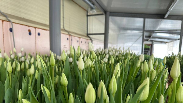 В Самару к 8 Марта привезли 5,3 тонны цветов